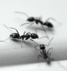 formiga