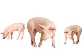 Sonhar com porco significado 