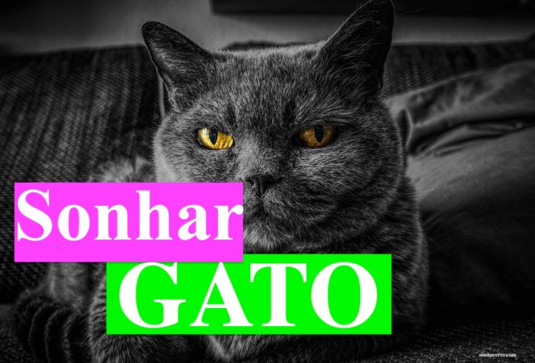 Sonhar com gato - Sonho Certo Significado dos Sonhos